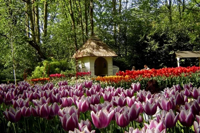 Keukenhof View 1600x1200 Wallpapers,Keukenhof 1600x1200 Wallpapers ...