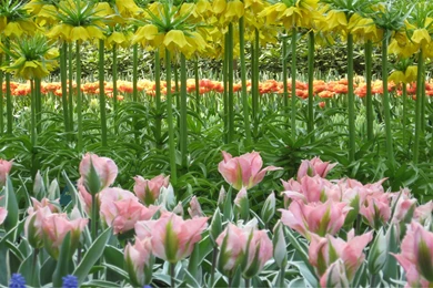 Keukenhof Gardens Holland, Photos, Amsterdam, 1920x1200 HD ...