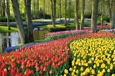 Keukenhof