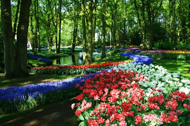 KEUKENHOF GARDENS NETHERLANDS WALLPAPER   (