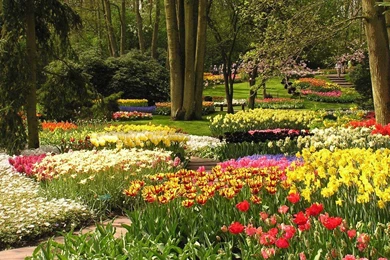 KEUKENHOF GARDENS NETHERLANDS WALLPAPER   (