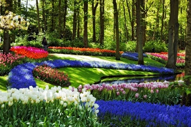 WONDERFUL SPRINGTIME AT KEUKENHOF WALLPAPER   (