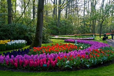 Wallpapers Parks Keukenhof Lisse Netherlands Nature Image