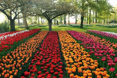 Trololo Blogg: Keukenhof Gardens Wallpapers