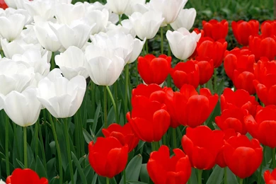 Keukenhof Tulip Garden   Tulip Flowers Gallery 1440x900 NO.3 ...