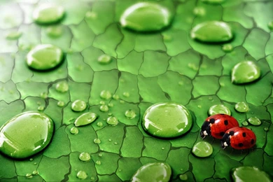 Bugs Hd Wallpaper, High Definition Desktops