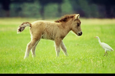 Miniature Horse High Definition Wallpapers Best Desktop Backgrounds ...