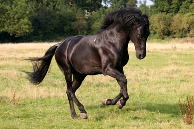 Horses Asian Black Horse Wallpapers For Iphone 5
