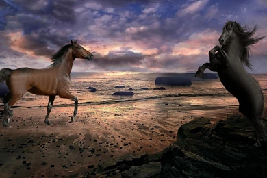 Horse Desktop Backgrounds Free Widescreen HD Horse Backgrounds ...