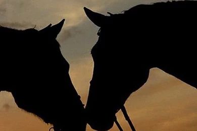 Free Horse Wallpapers For Your Computer   Dat Nature