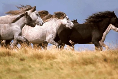 Animal Horse Wallpapers