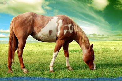Horse Wallpapers « Animal Spot