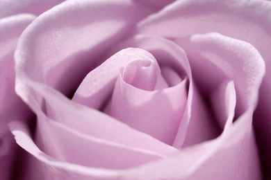 Purple Rose   A Photo On Flickriver