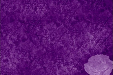 Purple Rose Wallpapers   Wallpapers High Definition