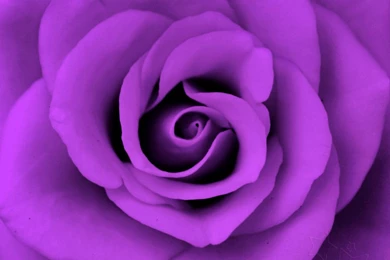 Purple Rose Backgrounds 2440   Flowers HD Desktop Wallpapers