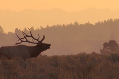 Awesome Bull Elk Bugles At Sunrise   YouTube