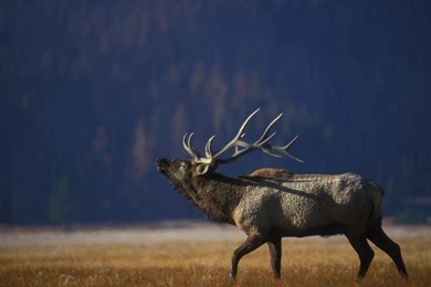 Bull Elk Wallpapers HD FREE   Android Apps On Google Play