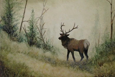 Bull Elk Elks Deer (19) Wallpapers