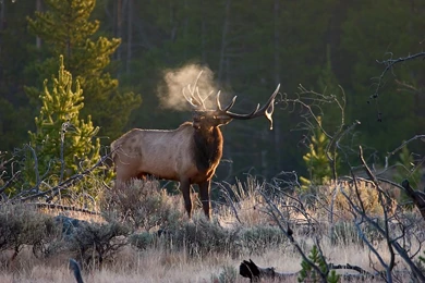 Autumn Elk Bugle, Yellowstone