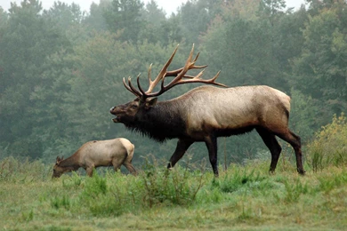 Elk Wallpapers