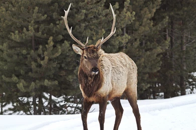 Bull Elk Elks Deer (1) Wallpapers