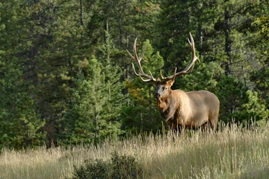 Hunting September Elk SeasonUrban American Outdoors TV