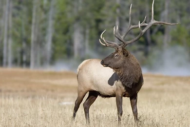 Yellowstone, September 2003   Photos On Thomasoneil.com