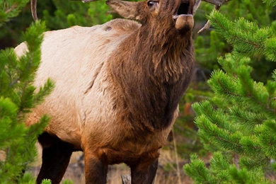 DeviantArt: More Like Elk Bugle 2 By StevenDavisPhoto