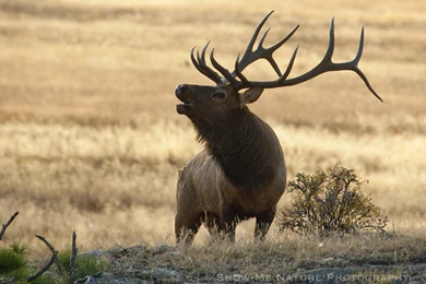The Pictures For   > Elk In Snow Bugling