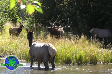 Bull Elk Calling Cows Desktop Wallpapers   The Sports Globe