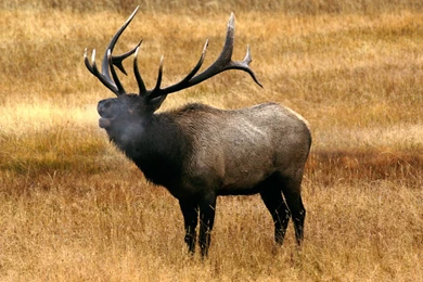 Top Free Wallpapers Bull Elk Wallpapers