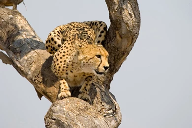 Cheetah Computer Wallpapers, Desktop Backgrounds