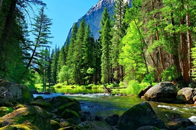 Mountain River Rock Pine Forest Wallpapers For Desktop 8915 ...