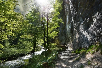 Sunlight Path Trail Forest River Trees Rock Stone Wallpapers ...