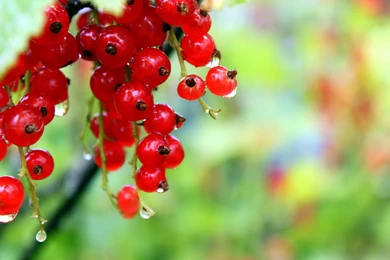 Red Fruits Raspberry And Cherry (id: 44289) – BUZZERG