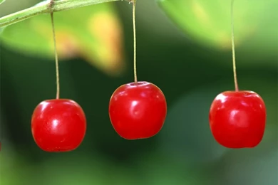 Cherry Delicious   Red Wallpapers (22611834)   Fanpop