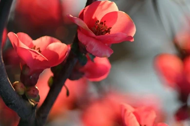 Red Cherry Tree Flowers iPhone 6 Wallpapers Download