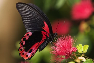 Butterfly Wallpapers Cherry Red   Wallpapers