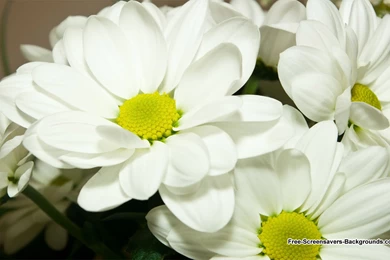New Flowers Wallpapers   Widescreen HD Wallpapers
