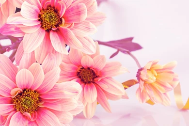 Flowers Wallpapers