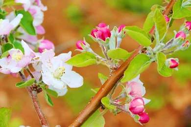 Latest Vibrant Colourful Flower Hd Wallpapers Free Download