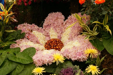 New Flower 2013 Desktop Wallpapers