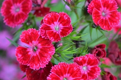 New Flower Wallpapers Download   Widescreen HD Wallpapers