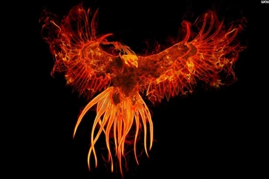 Phoenix Bird Cool Wallpapers HC11   WALLEO.CO   WALLEO.CO