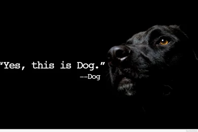 This Is Dog Quote Wallpapers