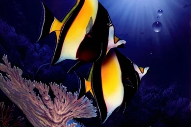 Fish Desktop Wallpapers   Wallpapers Cave