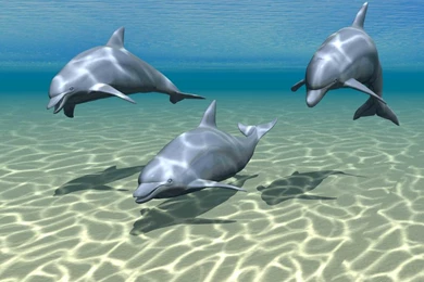 Fish wallpaper desktop free 38 58284 Desktop Wallpapers