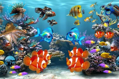 Fish Wallpapers 23   Best Wallpapers Collection