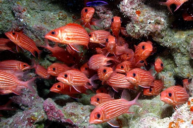 Ocean Life HD Images Fish Wallpapers Hd Free Download – Fine HD ...