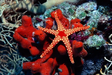 Beautiful Fish HD Wallpapers Free Download